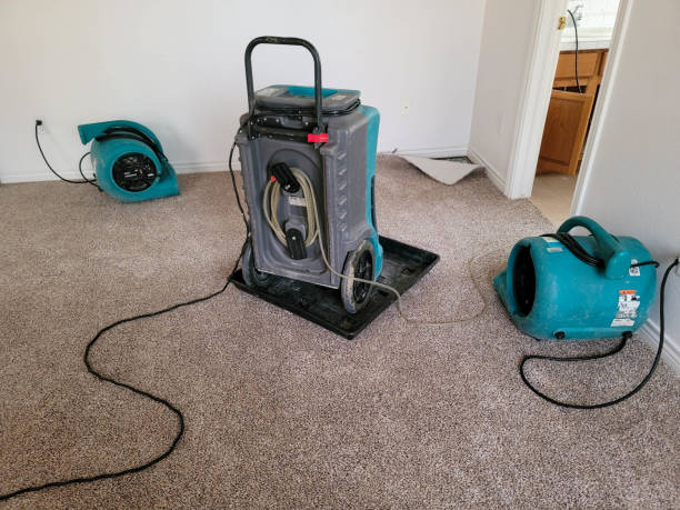 Best Basement water damage restoration  in Tavernier, FL